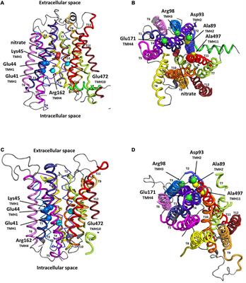 Structural Modeling and in planta Complementation Studies Link Mutated Residues of the Medicago truncatula Nitrate Transporter NPF1.7 to Functionality in Root Nodules